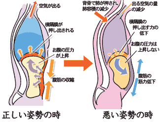 姿勢と内臓の働き図解