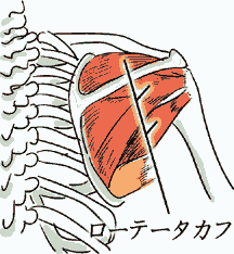 ロテーターカフ