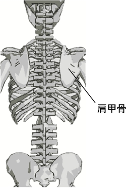 肩甲骨