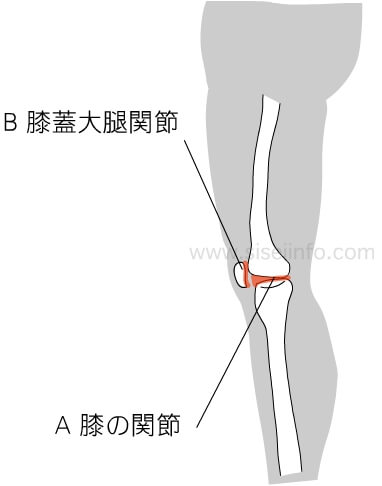 膝関節の図解